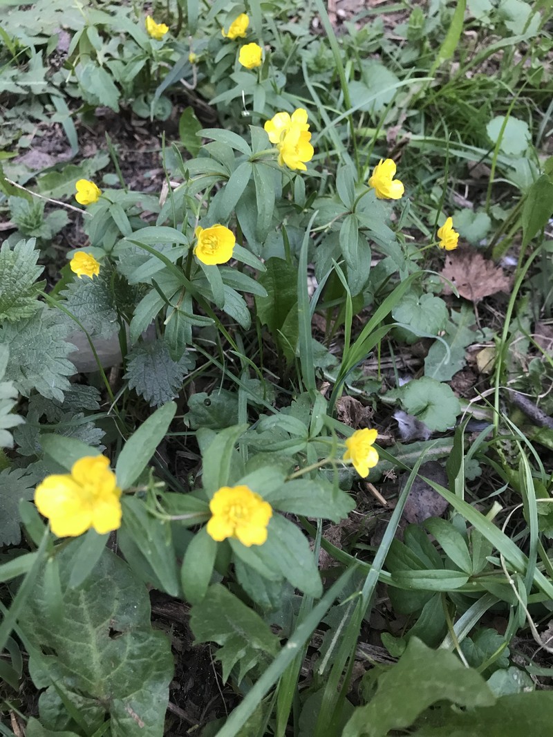 Ranunculus conspicuus photo 8