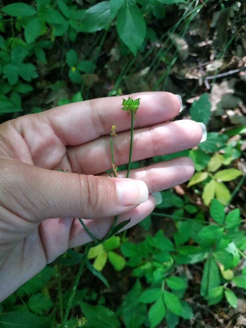 Ranunculus constantinopolitanus