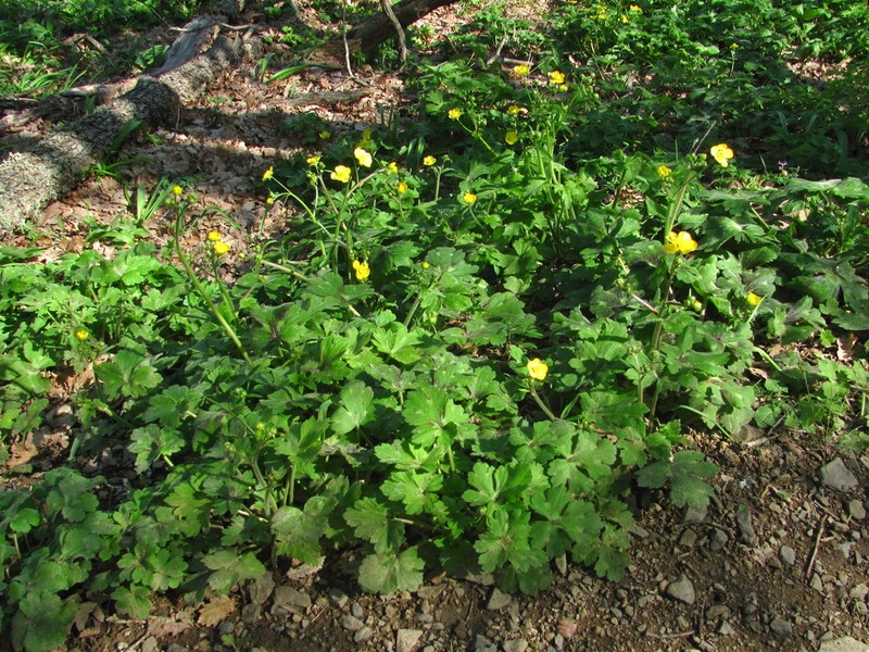 Ranunculus constantinopolitanus photo 2