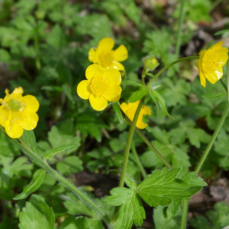 Ranunculus constantinopolitanus photo 3