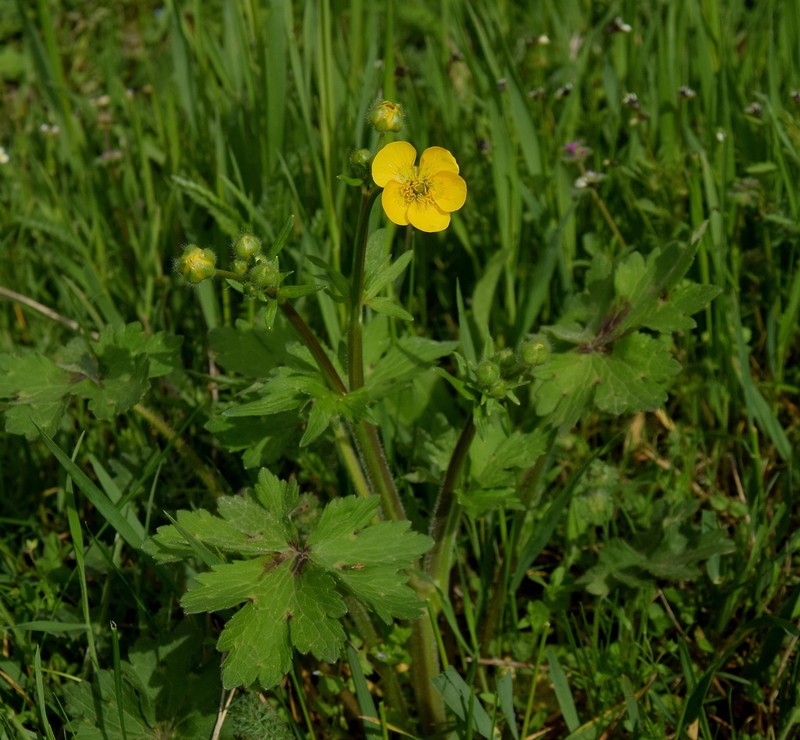 Ranunculus constantinopolitanus photo 4
