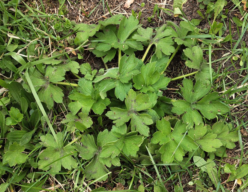 Ranunculus constantinopolitanus photo 5
