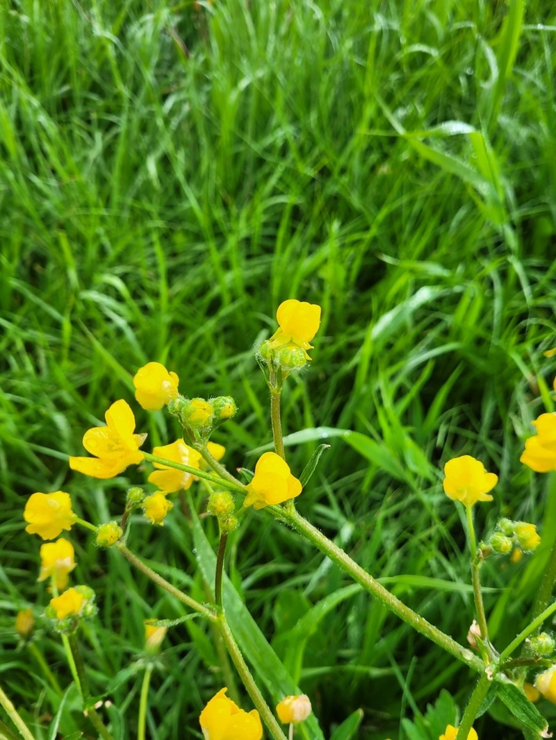 Ranunculus constantinopolitanus photo 6
