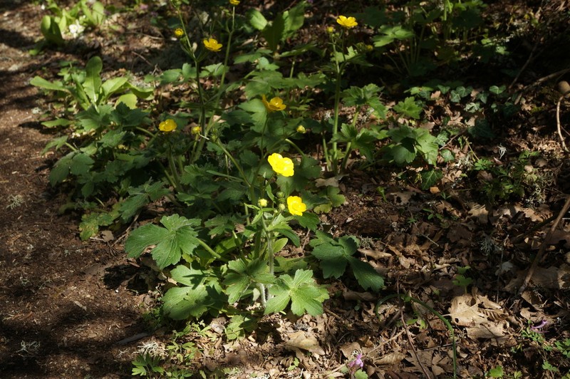 Ranunculus constantinopolitanus photo 7