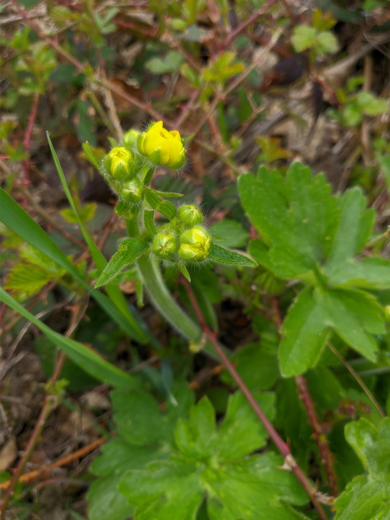 Ranunculus constantinopolitanus photo 8