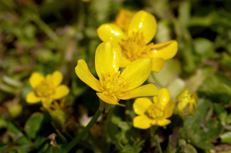Ranunculus cordigerus