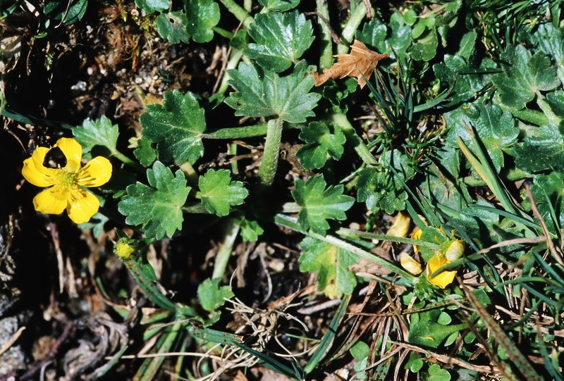 Ranunculus cordigerus photo 2