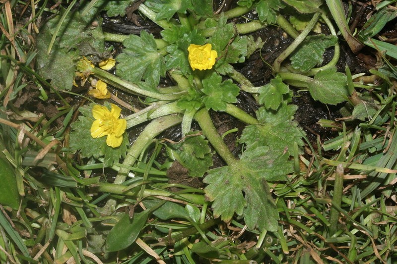 Ranunculus cordigerus photo 3