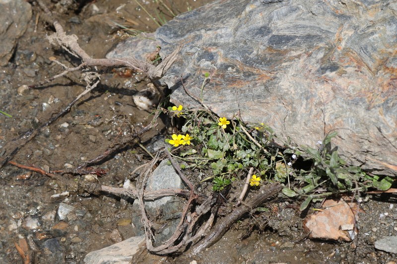 Ranunculus cordigerus photo 4