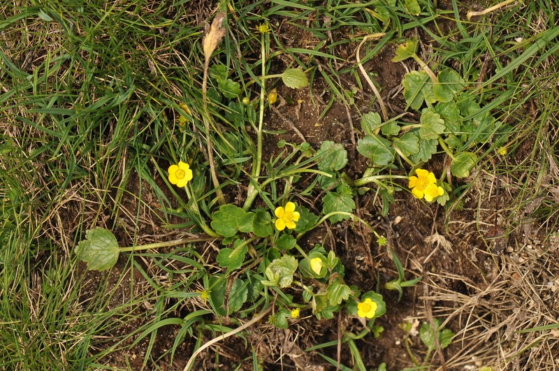 Ranunculus cordigerus photo 5