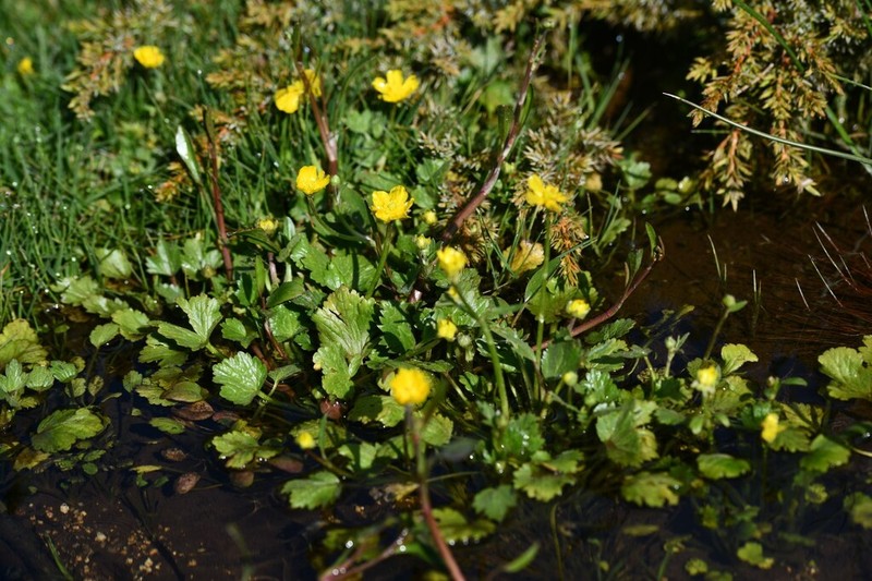 Ranunculus cordigerus photo 6