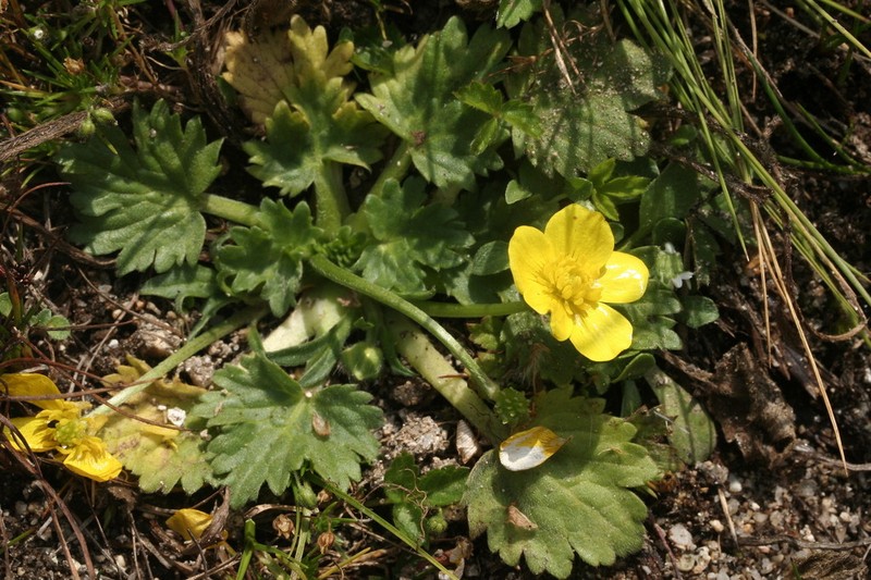 Ranunculus cordigerus photo 7