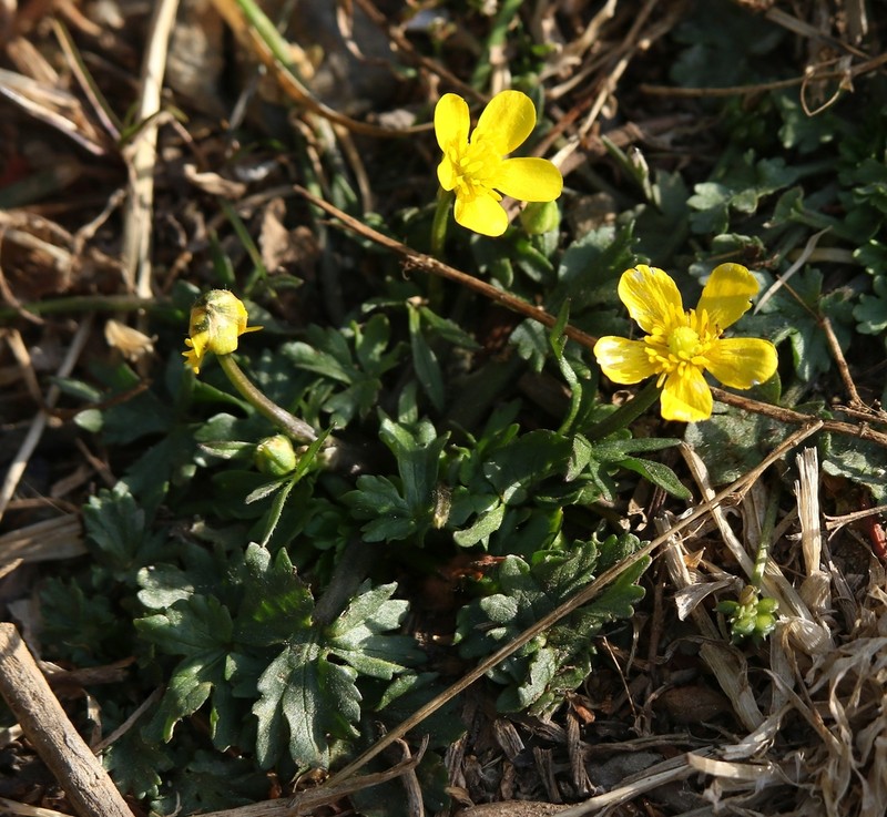 Ranunculus cordigerus photo 8