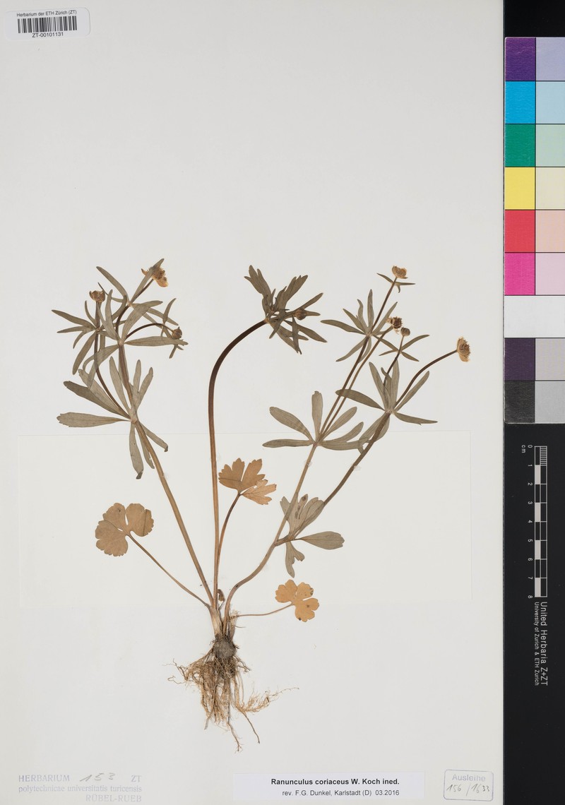 Ranunculus coriaceus