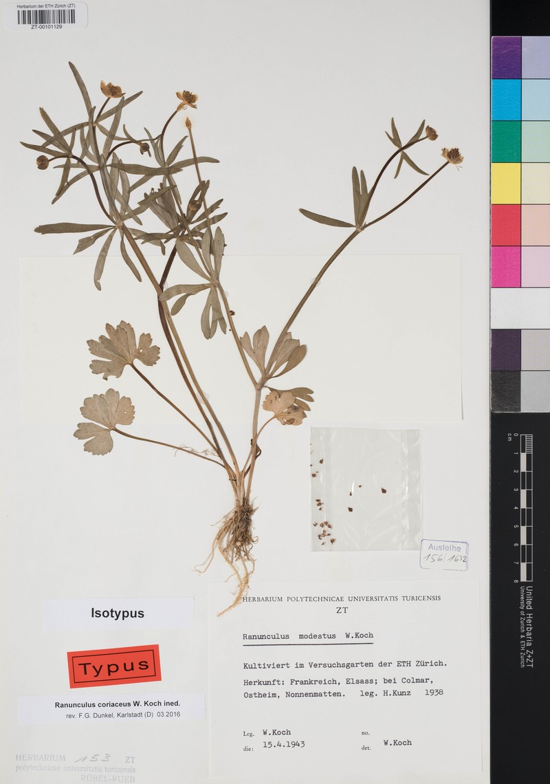Ranunculus coriaceus photo 2