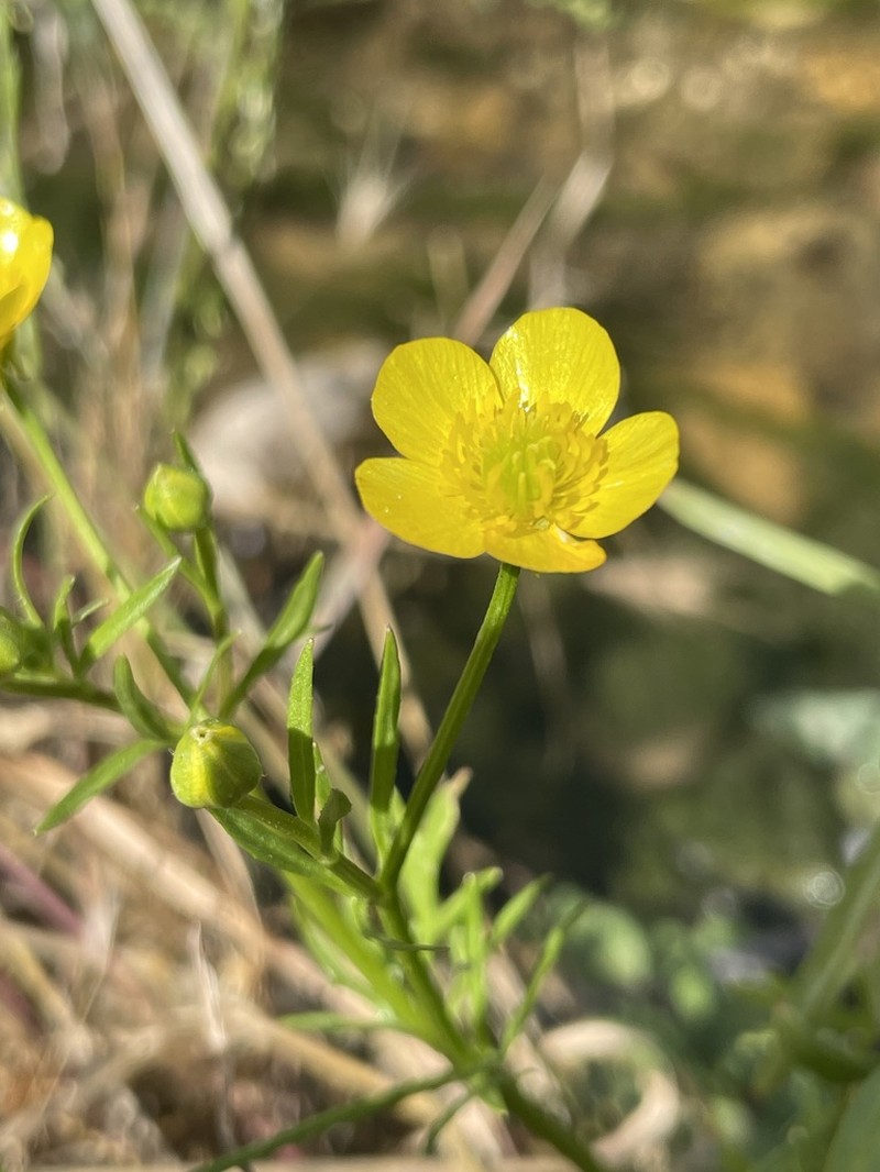 Ranunculus cornutus