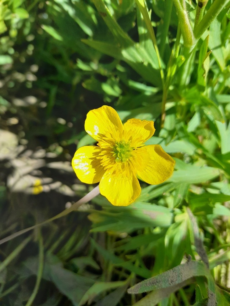 Ranunculus cornutus photo 2