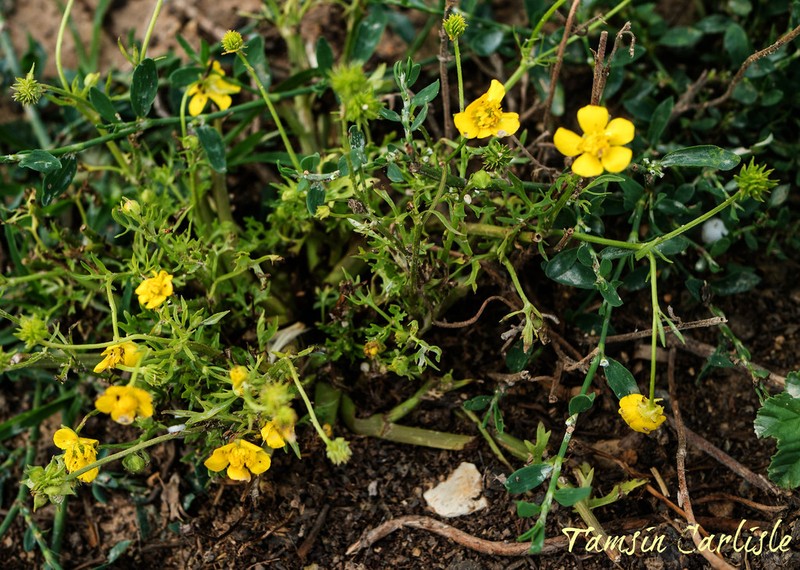 Ranunculus cornutus photo 3