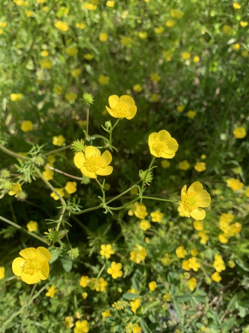 Ranunculus cornutus photo 4