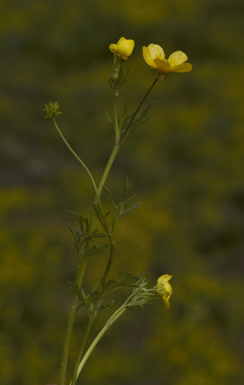 Ranunculus cornutus photo 5