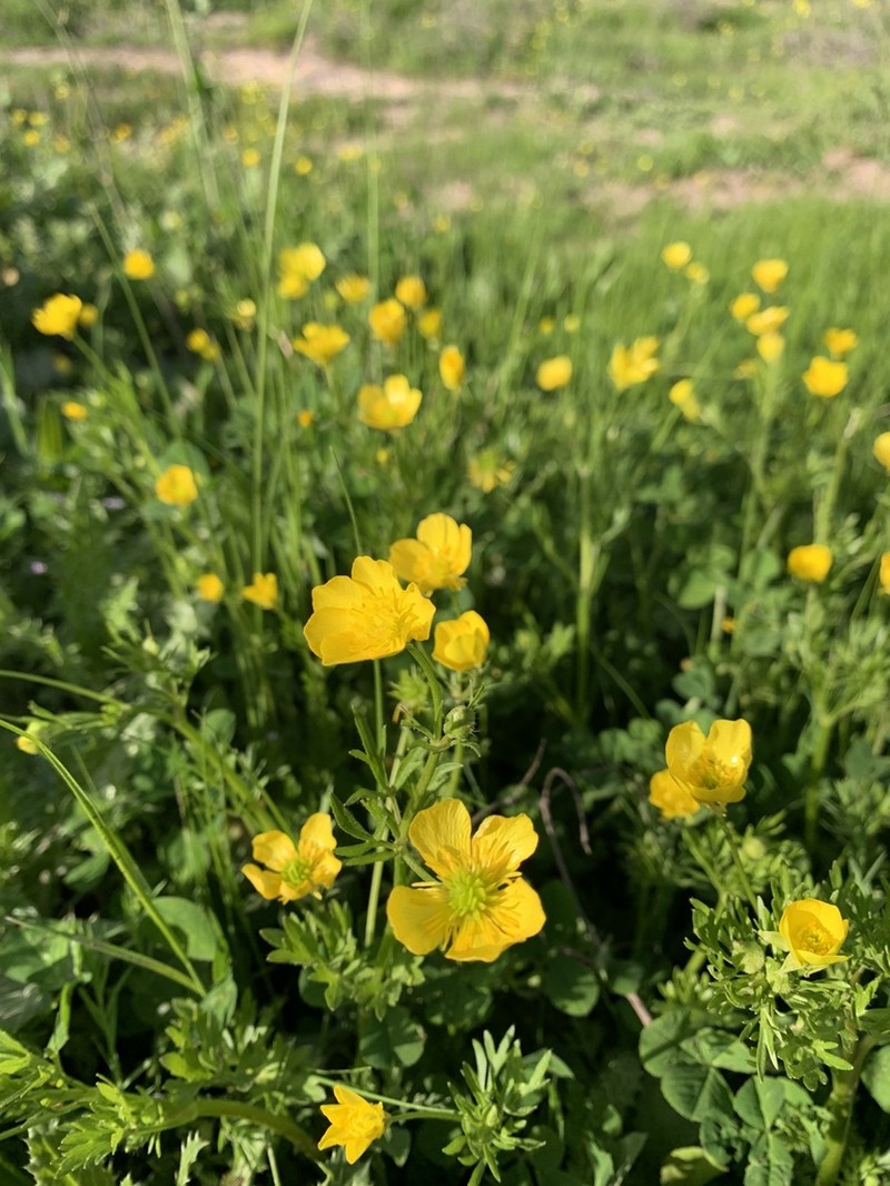Ranunculus cornutus photo 6