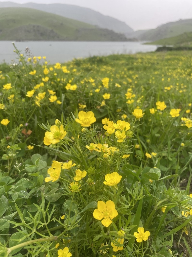 Ranunculus cornutus photo 7