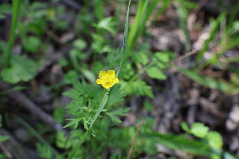 Ranunculus cornutus photo 8