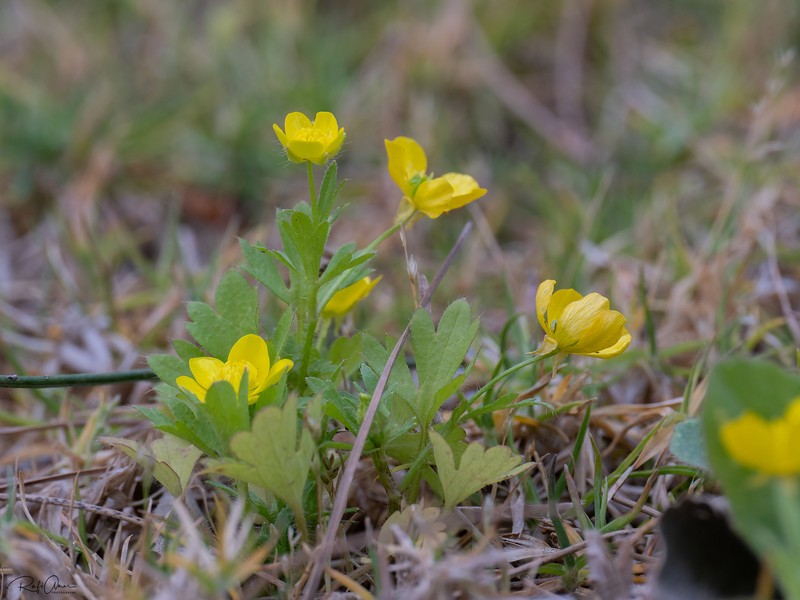 Ranunculus cornutus var. scandicinus photo 2