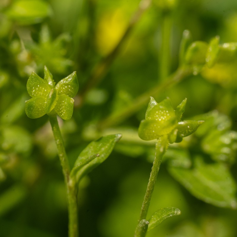 Ranunculus cornutus var. scandicinus photo 3