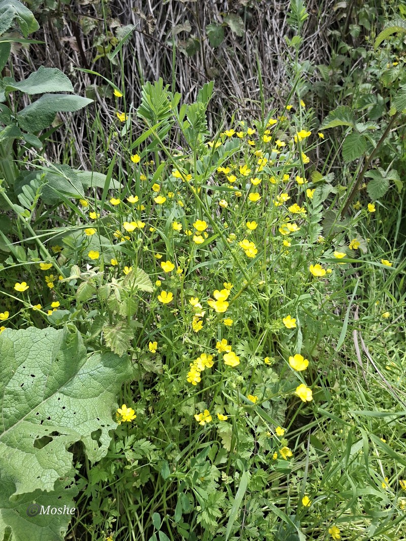 Ranunculus cornutus var. scandicinus photo 4