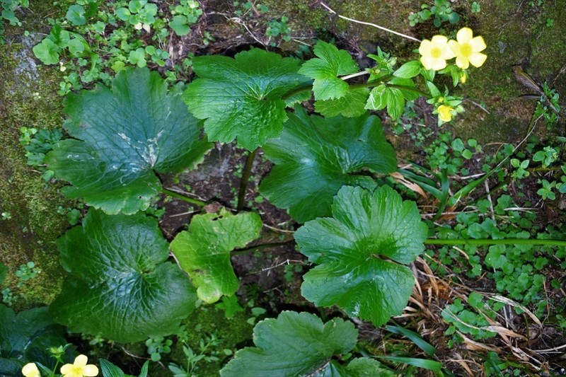 Azores Buttercup photo 3