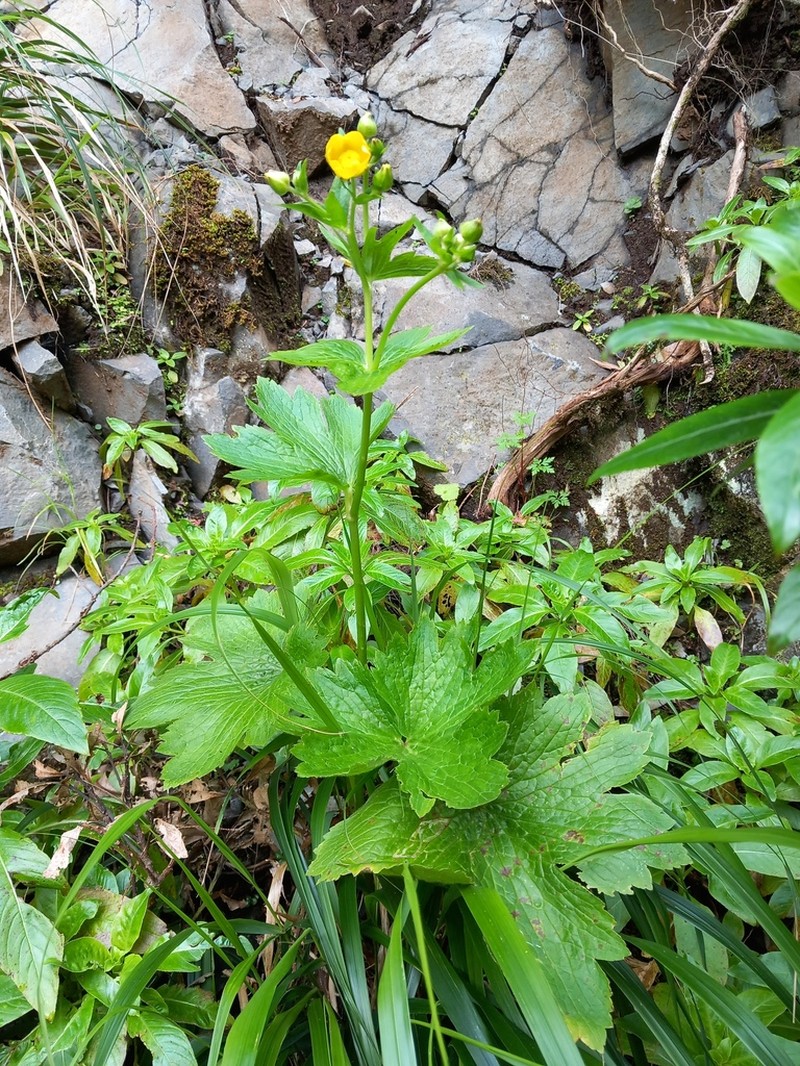 Azores Buttercup photo 4
