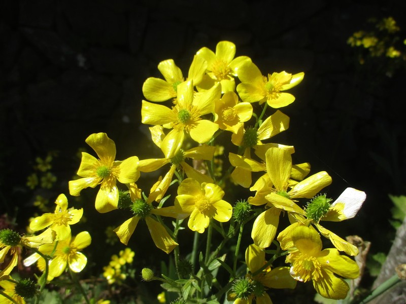 Azores Buttercup photo 5