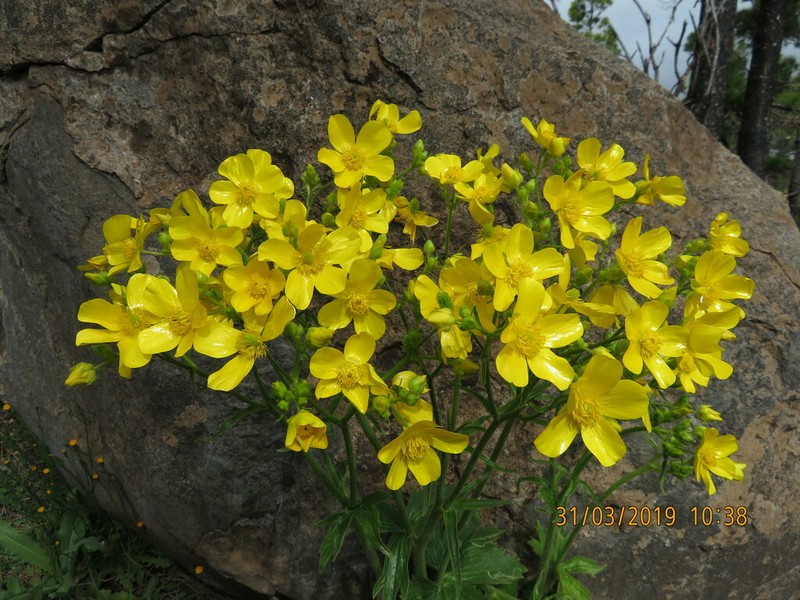 Azores Buttercup photo 6