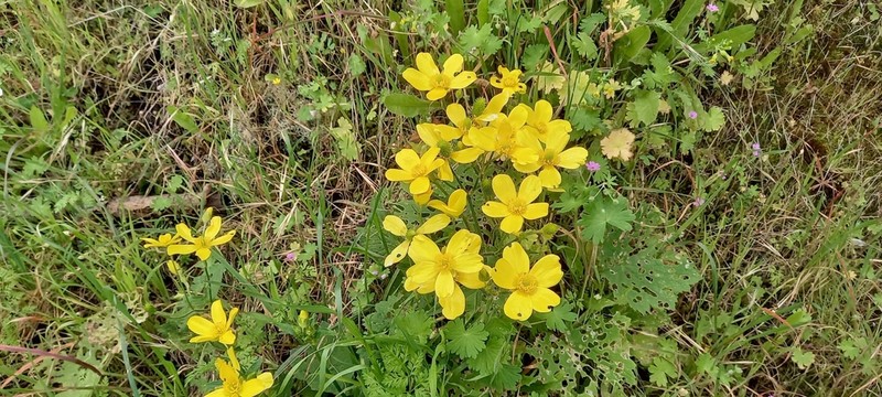 Azores Buttercup photo 7