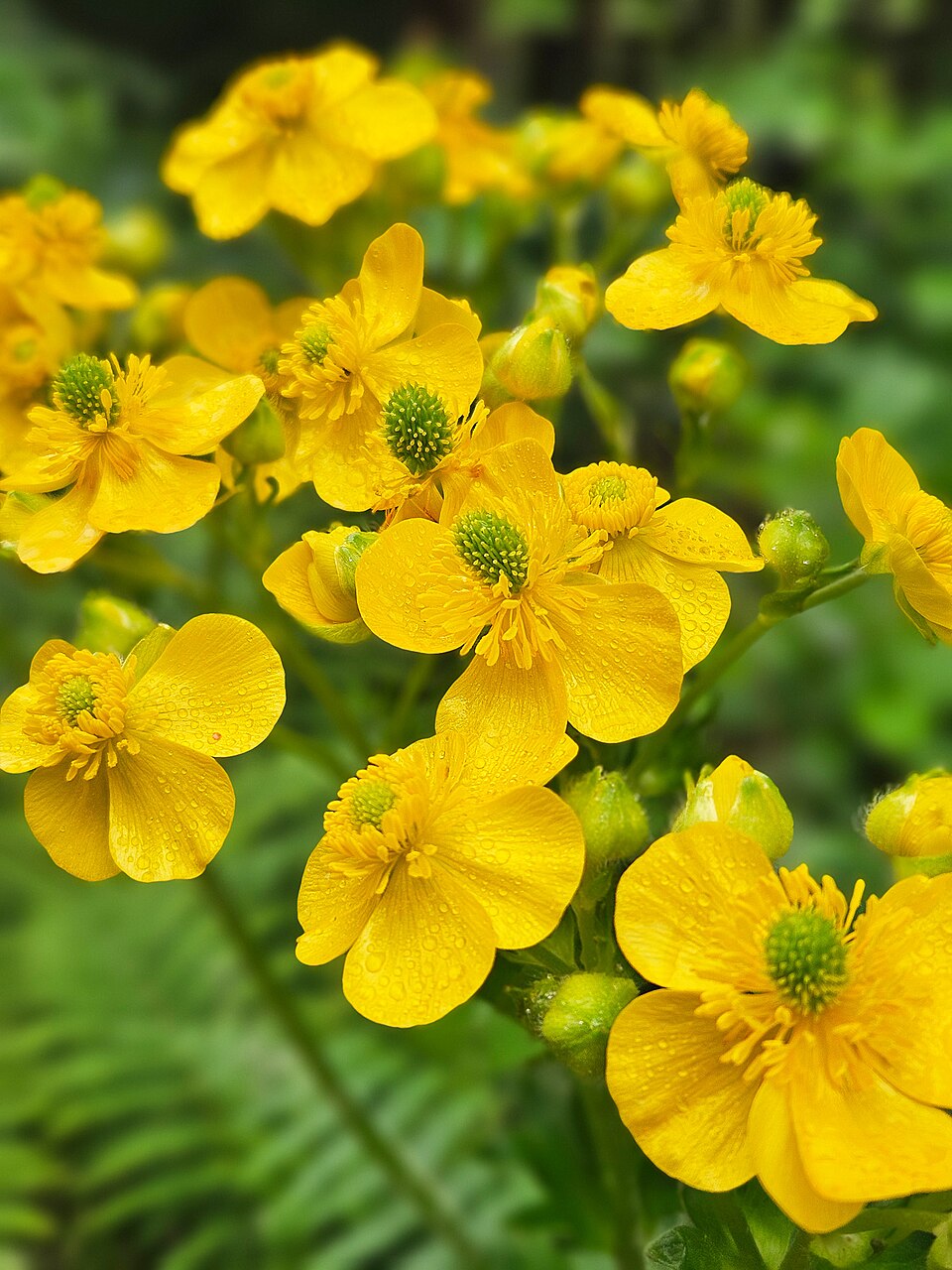 Azores Buttercup photo 5