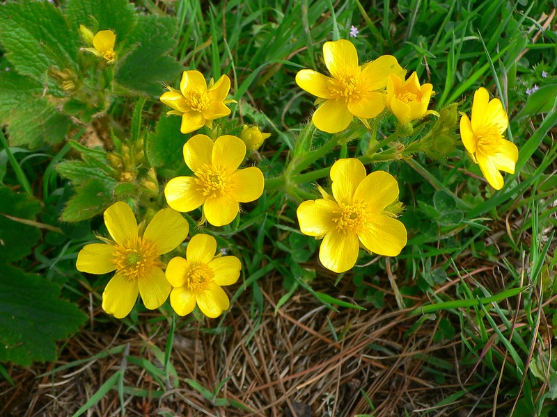 Azores Buttercup photo 2