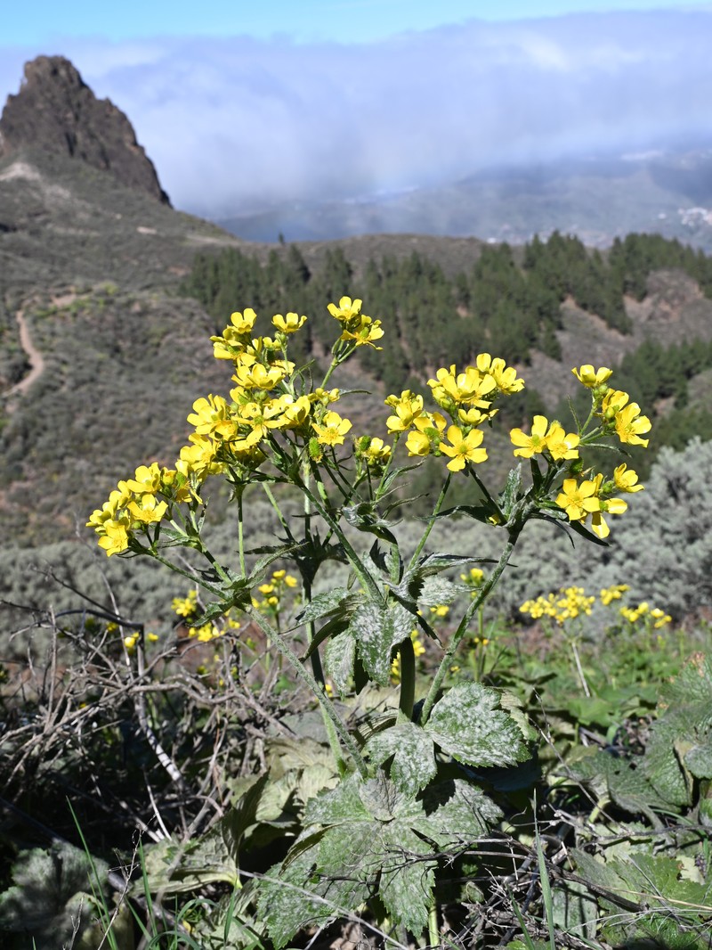 Azores Buttercup photo 3