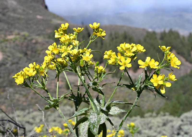 Azores Buttercup photo 4
