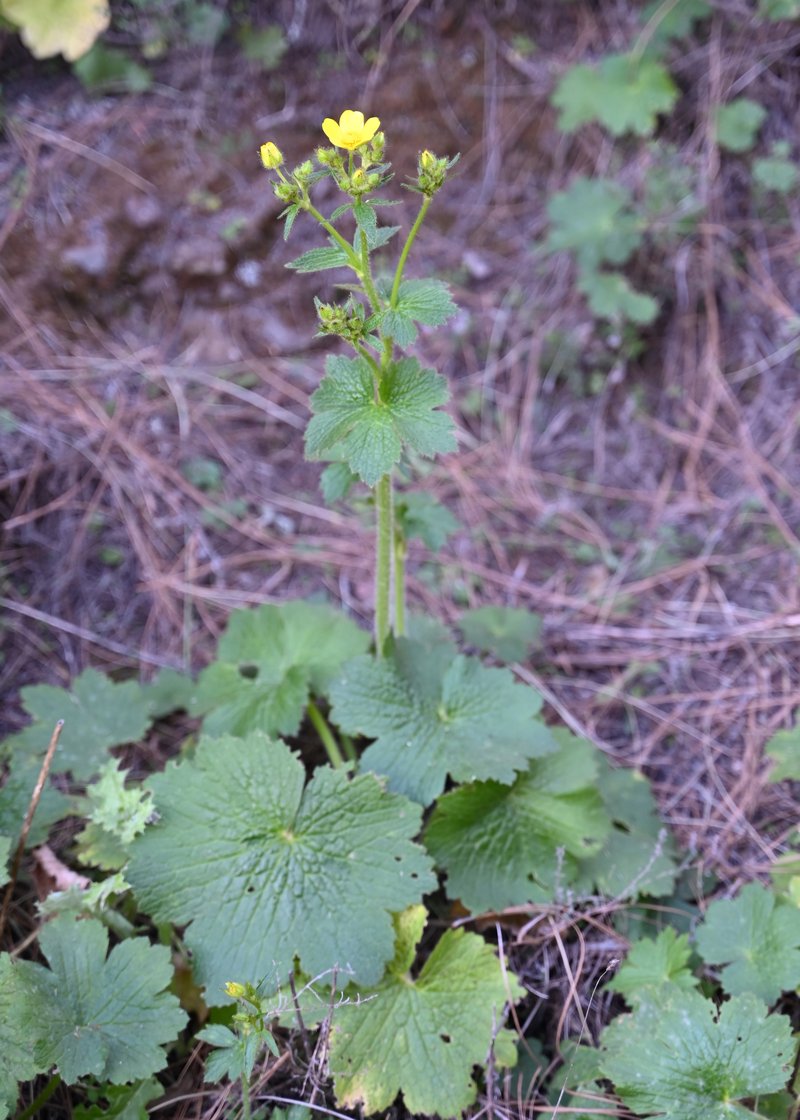 Azores Buttercup photo 6