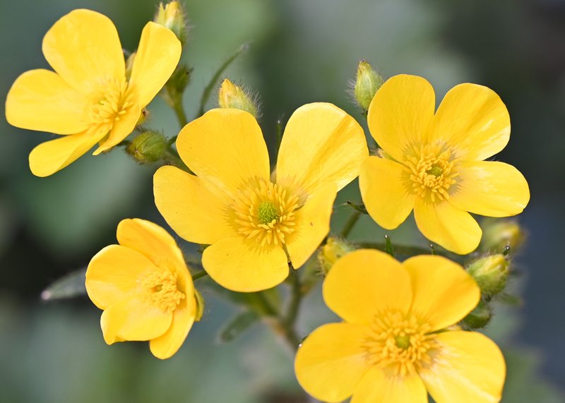 Azores Buttercup photo 7