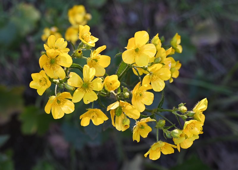 Azores Buttercup photo 8