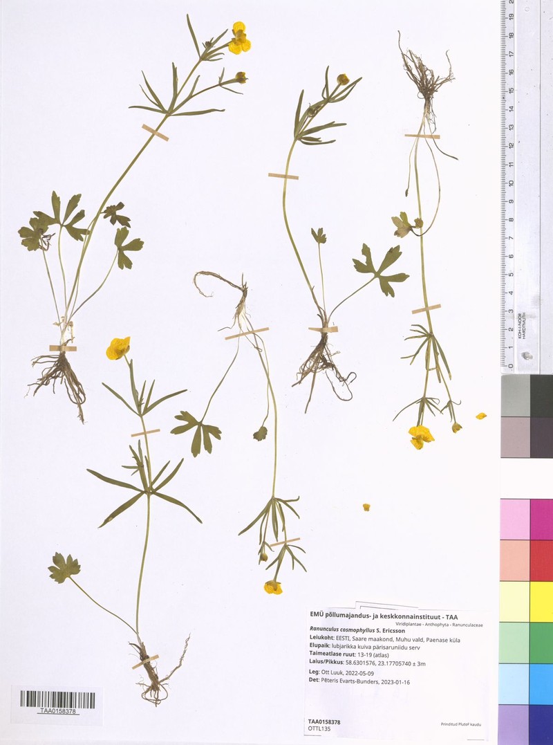 Ranunculus cosmophyllus