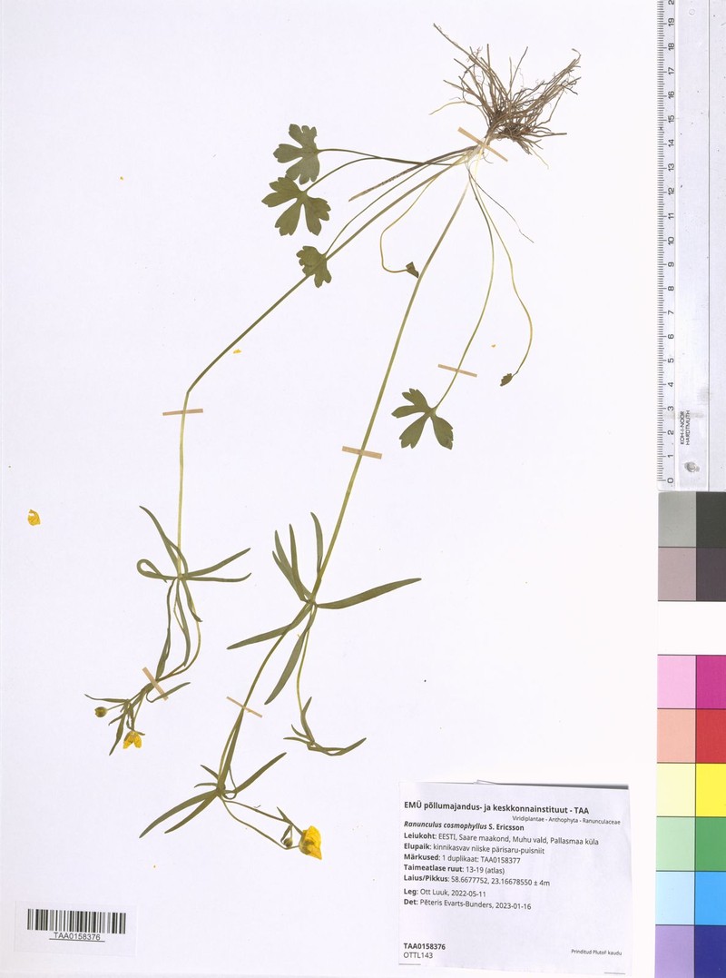 Ranunculus cosmophyllus photo 2