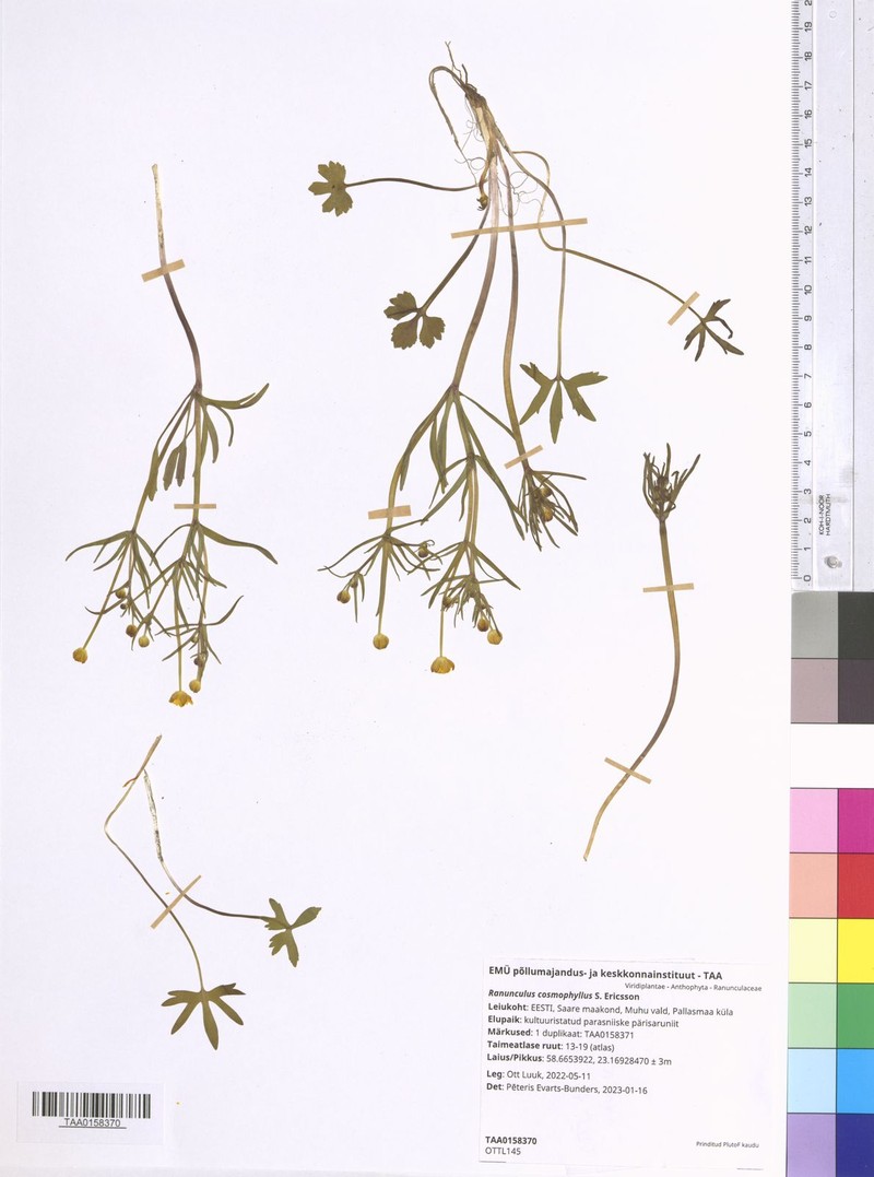Ranunculus cosmophyllus photo 3