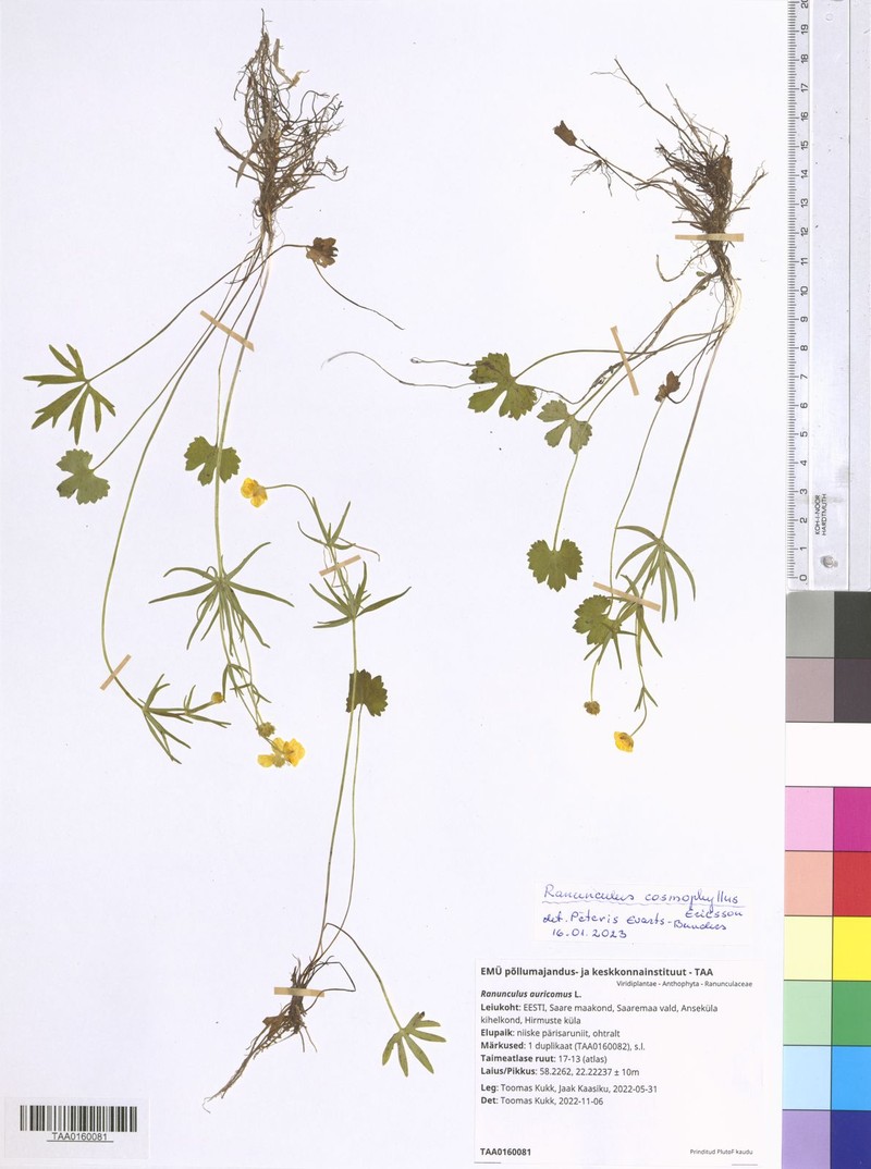 Ranunculus cosmophyllus photo 4