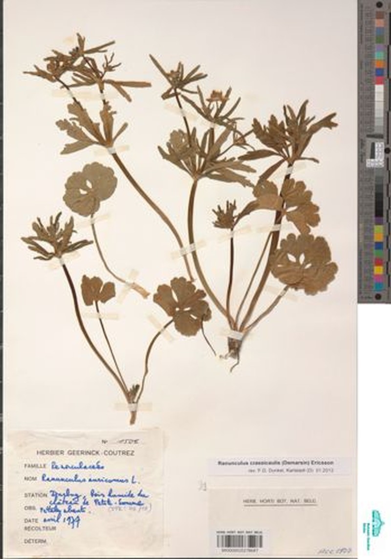 Ranunculus crassicaulis