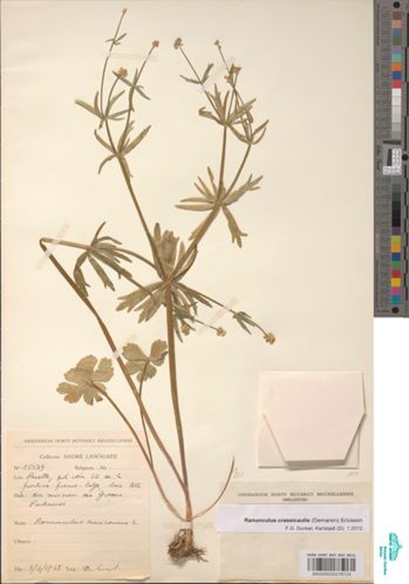 Ranunculus crassicaulis photo 2