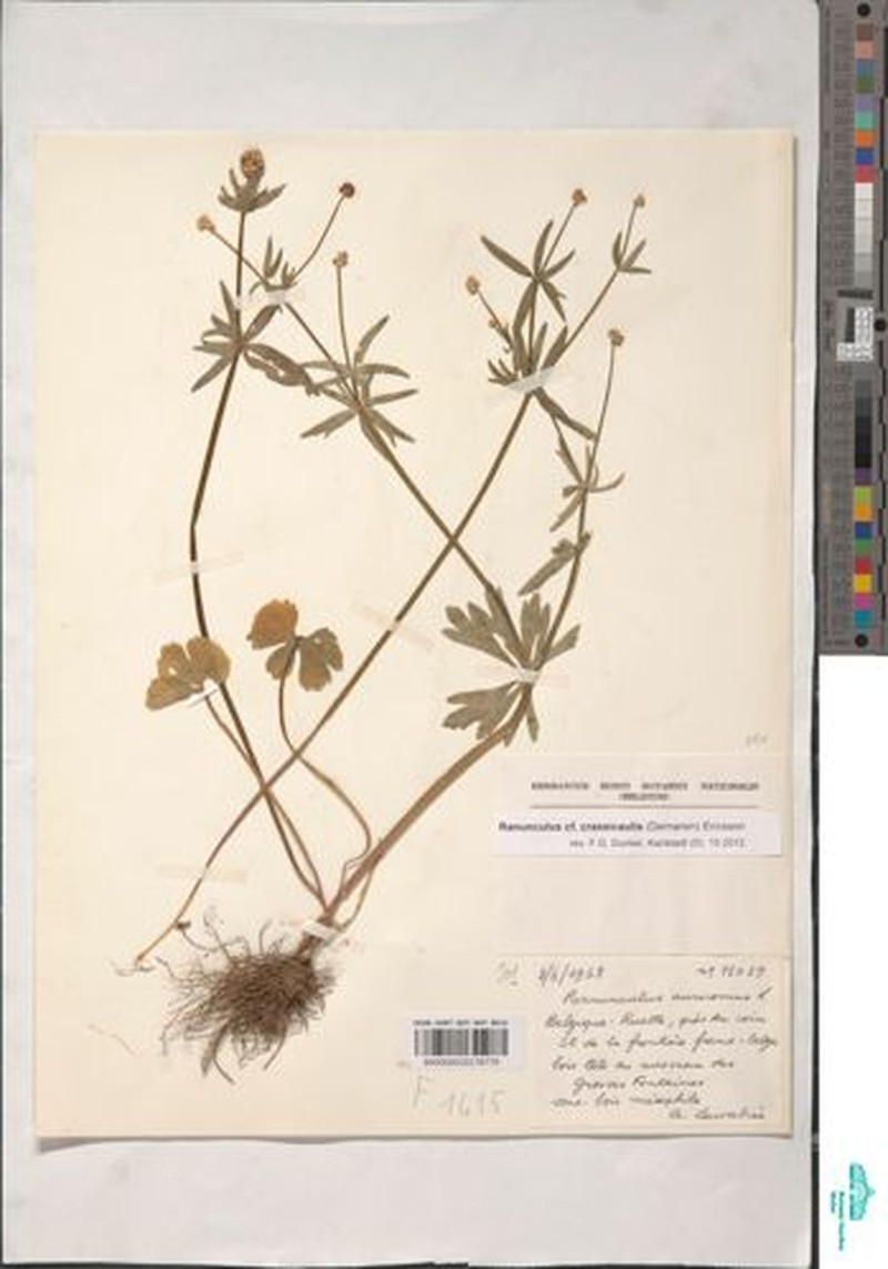 Ranunculus crassicaulis photo 3