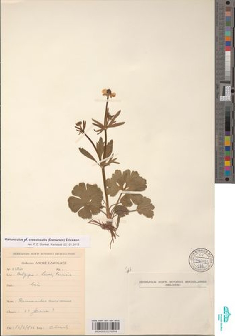 Ranunculus crassicaulis photo 4